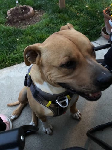 Customer photo review of FIDA No Pull Harness