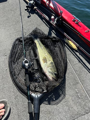 Customer photo review of NEW! Flight Feather FF01 Power BFS Casting Reel | Cormorant Casting Reel