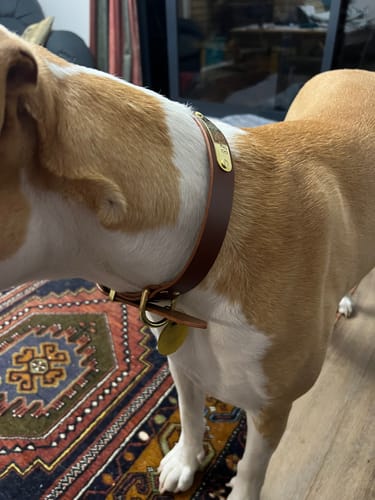 Customer photo review of Classic Buckle Leather Dog Collar - Custom Sized
