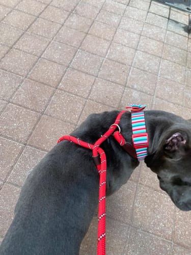 Customer photo review of FIDA Durable Slip Lead