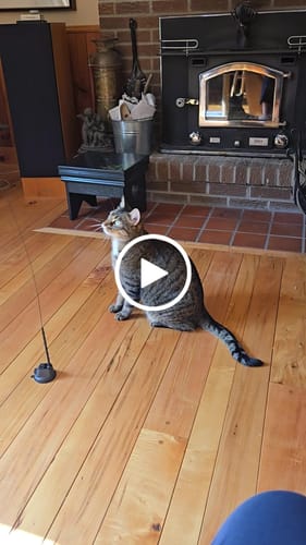 Customer video review of Interactive Bird Simulation Cat Toy Set | Leo's Paw