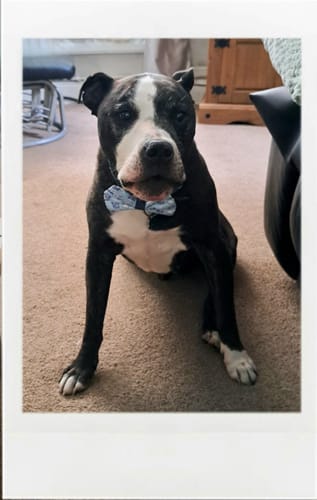 Customer photo review of Bow Tie - Eeyore