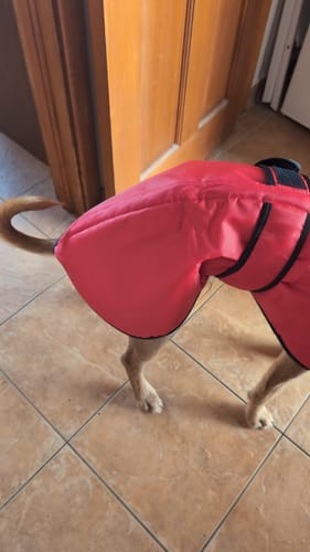 Customer photo review of Vetra - Warm Sighthound Coat with Zip Harness Hole