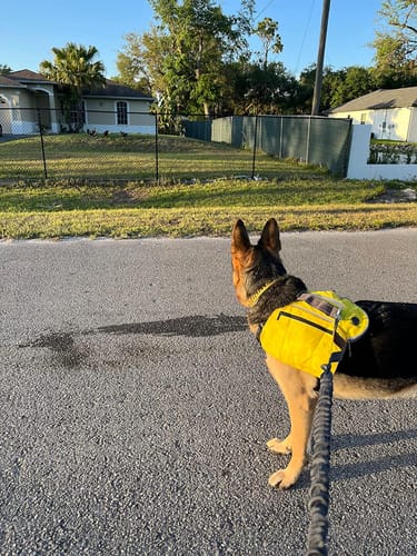Customer photo review of FIDA No Pull Harness