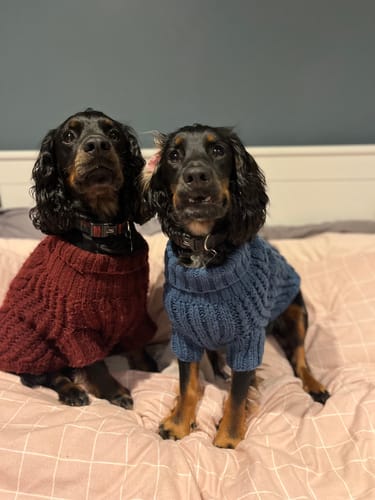 Customer photo review of Pawsome Pullover - Teal