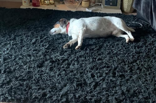 Customer photo review of FIDA AutoBrake Leash