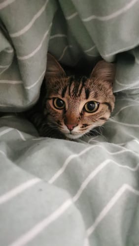 Avis photo d'un client sur Croquettes Chat Stérilisé Sans Céréales - Poulet