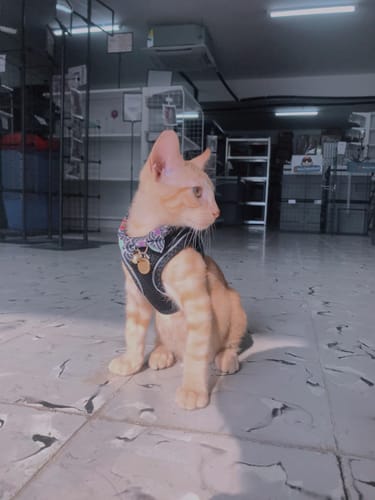 Customer photo review of FIDA Cat Harness and Leash Set for Walking Kitten and Puppy