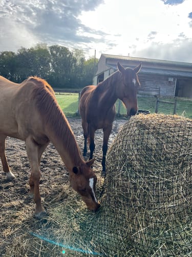 Customer photo review of Hay Chix® Large Bale Net - 5' "The Goldilocks"
