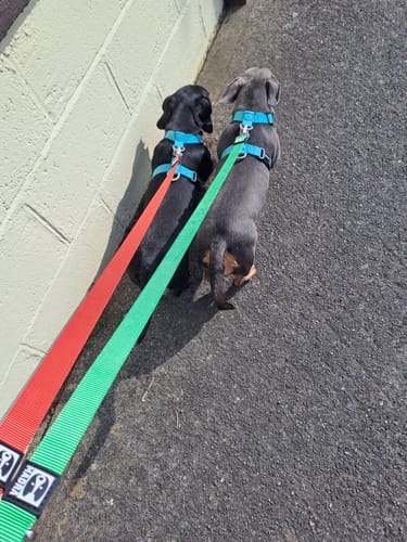 Customer photo review of City harness