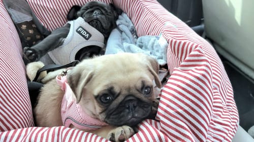 Customer photo review of FIDA Cat Harness and Leash Set for Walking Kitten and Puppy