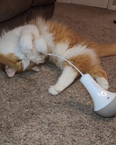 Customer photo review of Roly Poly Cat Toy