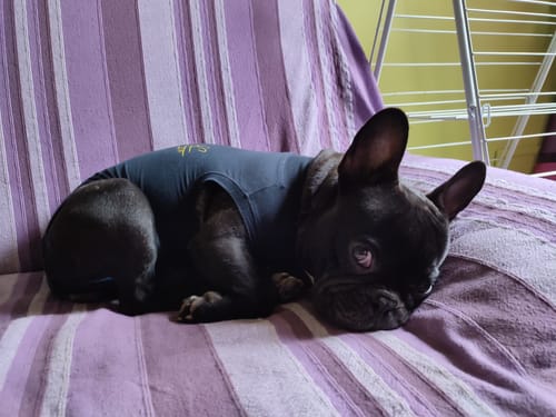 Customer photo review of Friandises 100% naturelles pour chien - Chanvre & Banane