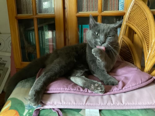 Avis photo d'un client sur Pâtée Chat Stérilisé Sans Céréales - Poulet