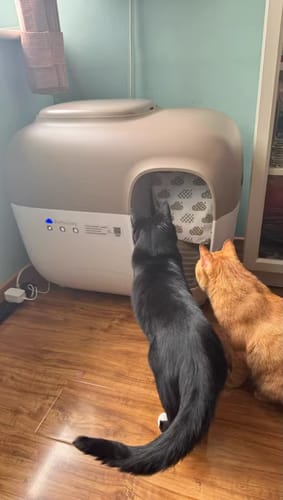 Customer photo review of Self-Cleaning Litter Box