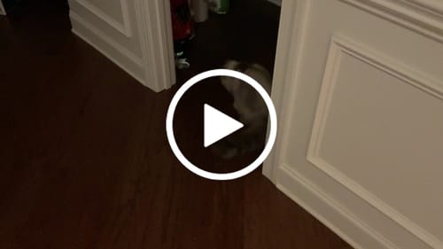 undefined review of TURBO TAIL 2.0 image 1 out of 1