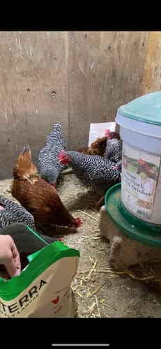 Customer photo review of GrubTerra Dried Black Soldier Fly Larvae