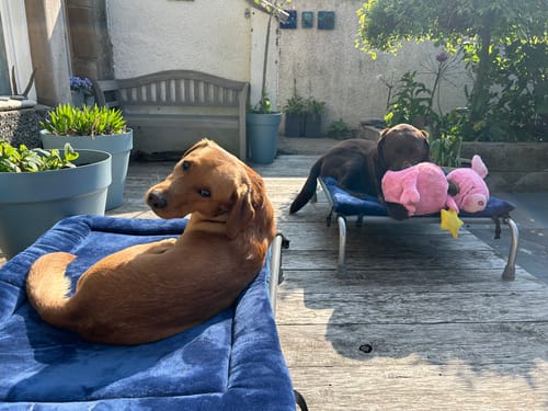 Customer photo review of Navy Cuddle Soft & Midnight Blue Velvet Luxury Reversible Pad