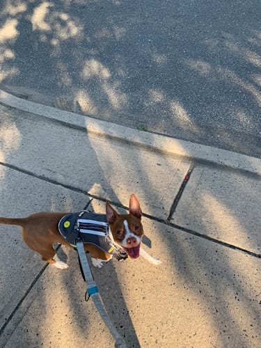 Customer photo review of FIDA No Pull Harness