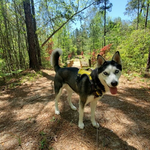 Customer photo review of FIDA No Pull Harness
