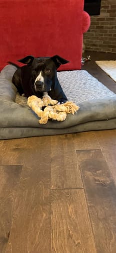 Customer photo review of FIDA Dog Rope Toys