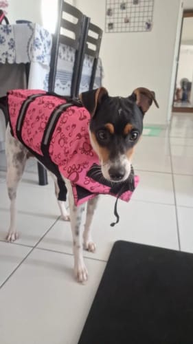 Customer photo review of Dog Life Vest
