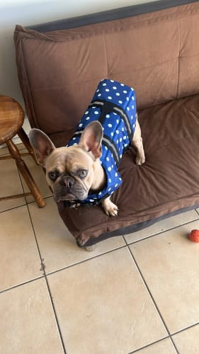 Customer photo review of Dog Life Vest