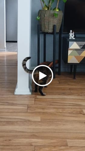 Customer video review of 3 Month Supply - 1 Cat