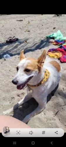 Customer photo review of Dog Life Vest