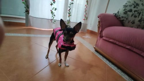 Customer photo review of Dog Life Vest