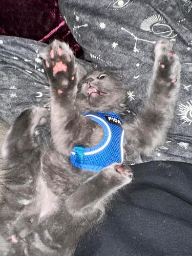 Customer photo review of FIDA Cat Harness and Leash Set for Walking Kitten and Puppy