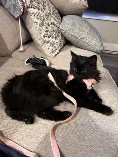 Customer photo review of FIDA Cat Harness and Leash Set for Walking Kitten and Puppy