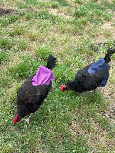 Customer photo review of HEALTHYANIMALS4EVER ALL-NATURAL CHICKEN INJURY SUPPORT