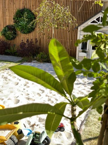 Customer photo review of Slimline Artificial Green Wall Disc Art 80cm Colour Fresh UV Resistant (Black)