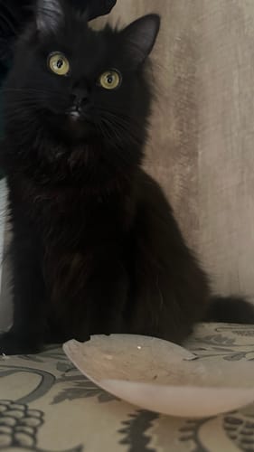 Customer photo review of Kie Skin Luxury Nipple Cover (2 Pairs)