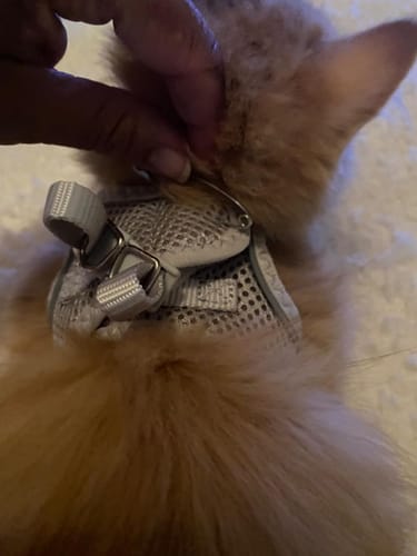 Customer photo review of FIDA Cat Harness and Leash Set for Walking Kitten and Puppy