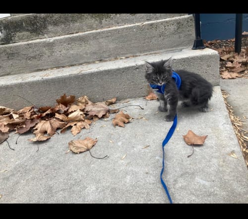 Customer photo review of FIDA Cat Harness and Leash Set for Walking Kitten and Puppy