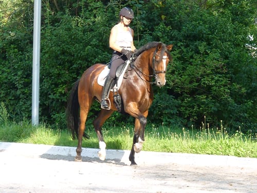 Customer photo review of Strotonin Horse Support