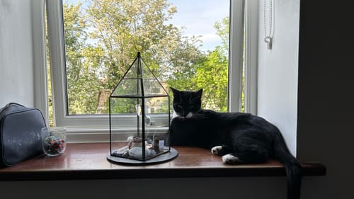 Customer photo review of rainbow dust v1.0 + FREE gifts new