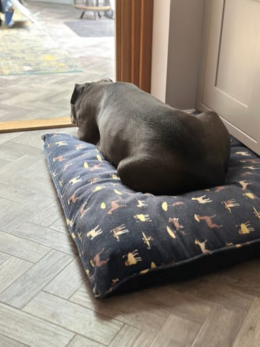 Customer photo review of Canagan Free Run Chicken Grain Free Dog Food