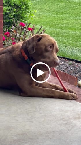 Customer video review of 12 Inch Monster Bully Stick
