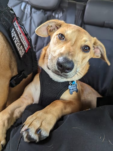 Customer photo review of PaWz Dog Car Seat Booster Belt Pet Portable Travel Bed Hand-carry Washable