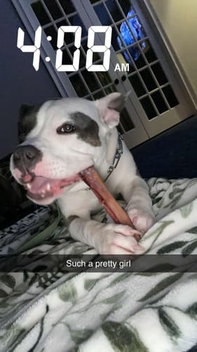 Customer photo review of 6 Inch Thick Bully Stick
