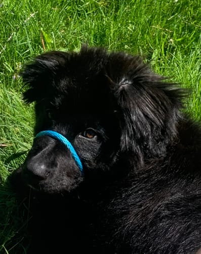 Customer photo review of Become Your Dog's Hero