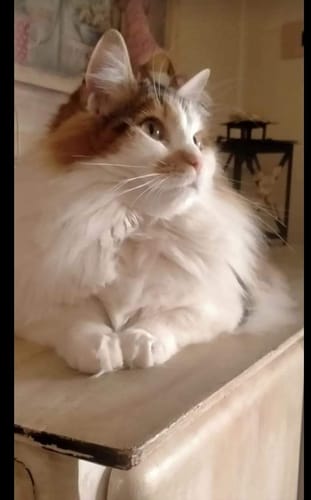 Customer photo review of Crocchette gatto formula Pesce Azzurro dell'Oceano Pacifico e Mirtilli