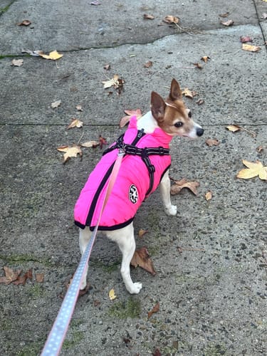 Customer photo review of Dog Coat - Winter Dog Jacket Australia