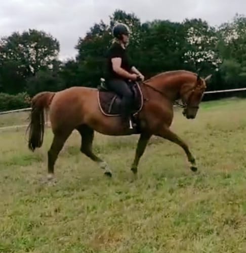 Customer photo review of Strotonin Horse Support