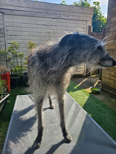 Customer photo review of HiK9 Bed with Grey Mesh Cover