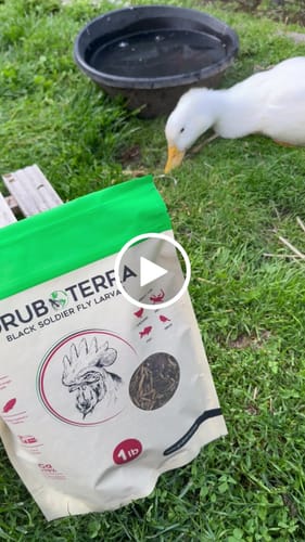 Customer video review of GrubTerra Dried Larvae Sample