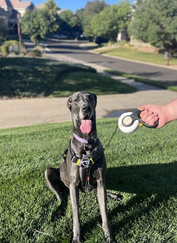 Customer photo review of FIDA AutoBrake Leash